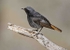 Black Redstart