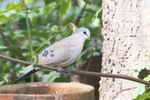 Black-billed Wood Dove