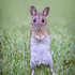 Wood Mouse