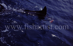 Marlin Fin.