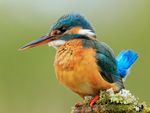 Kingfisher (female) with tail cocked, Scotland