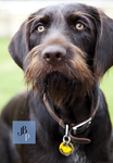 Dog Portrait Photography portfolio