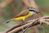 Lesser Kiskadee with dragonfly, Pantanal, Brazil