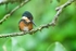 American Pygmy Kingfisher