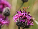 Essex Skipper feeding on Knapweed, Seven Barrows Nature Reserve