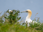 Gannet