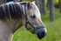 Horse - 0233