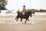 Class 214 Ridden Cob portfolio