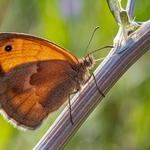 Meadow brown (Maniola jurtina)