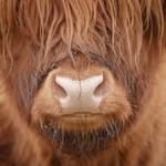 Big Hairy Cow Nose SD2567