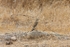 Isabelline Wheatear