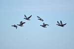 Dark-bellied Brent Geese