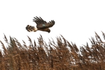 Female Hen Harrier, county Louth
