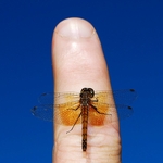 Sympetrum semicinctum (f)