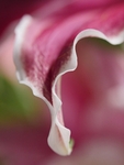 Wavy Lily Petal