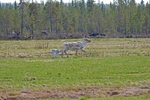 Reindeer