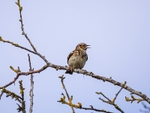 Woodlark