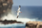 Red-billed Tropicbird flying, Espanola, Galapagos
