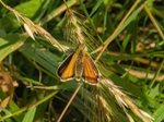 Essex Skipper