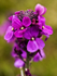 Wallflower