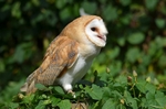 Barn Owl