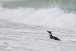 Magellanic Penguin in surf, Carcass Island, Falklands