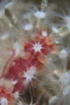 Alcyonium glomeratum