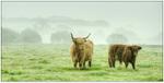 Highland cattle in morning mist