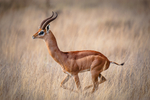Gerenuk Chyulu Hills Kenya