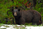 Teton Spring Bruin_9108