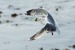 Gull with egg