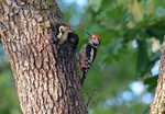 Middle Spotted Woodpeckers