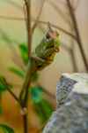 Chameleon