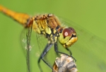 Ruddy Darter
