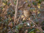 Dunnock