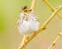 SAVANAH-SPARROW
