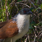 Burchell's Coucal portfolio