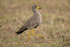 Wattled Lapwing