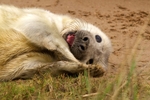 Grey Seal Pup