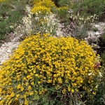 Horseshoe vetch (Hippocrepis comosa) 