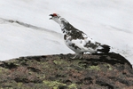 Male Ptarmigan, Highlands