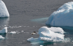 Imperial cormorant
