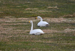 Whooper Swans