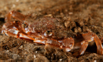 Liocarcinus depurator