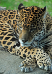 Resting Jaguar