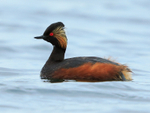 Black-necked Grebe (summer plumage) on the water at Farmoor Reservoir