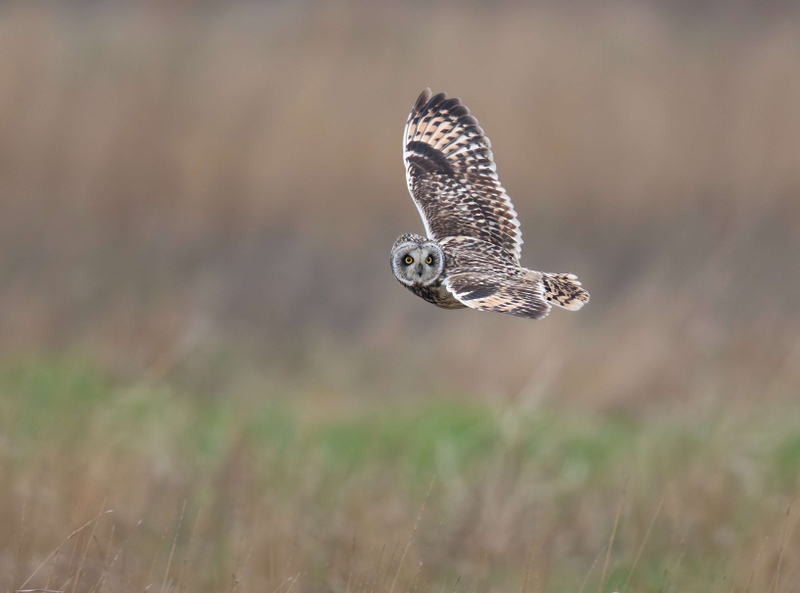 Short Eared Owl