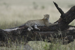 Serengeti N.P. and N'Gorongoro Tanzania 2018 portfolio