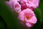 Flowers Set 13 - 22
