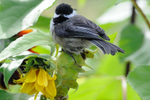 Black-capped Chickadee on sunflower